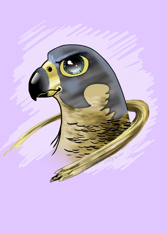 Peregrine Falcon.jpg